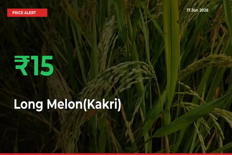 Why Long Melon(Kakri) Prices Rose 15.47% in a Day at Mandis