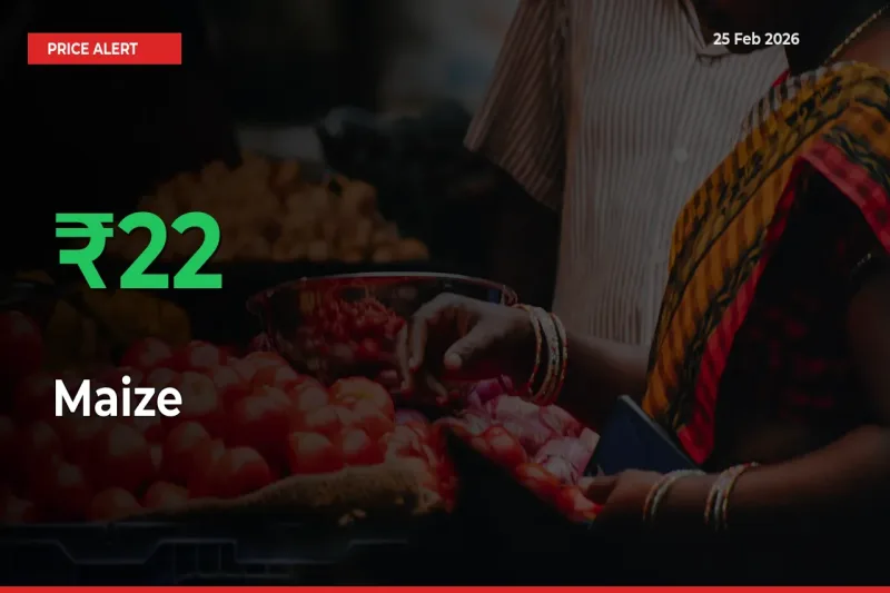 21.75% Spike in Maize Prices – Mandi Sees Sudden Rally