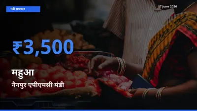 नैनपुर एपीएमसी में महुआ का आज सबसे ऊँचा भाव
