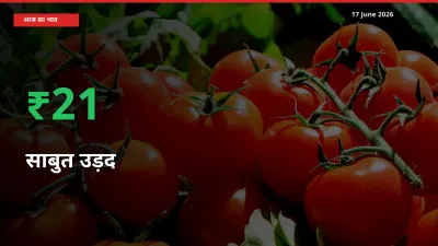 साबुत उड़द के दाम प्रमुख मंडी में 21.48% बढ़े, 24 घंटे में बड़ा बदलाव
