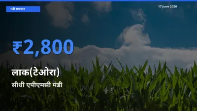 आज लाक(टेओरा) के सबसे ऊँचे दाम ₹2,800 सीधी एपीएमसी मंडी में