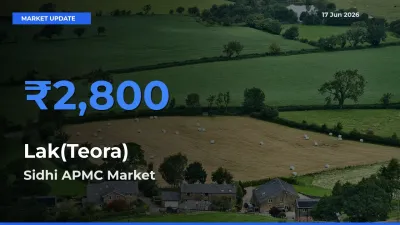 Market Watch: Sidhi APMC Becomes Top Mandi for Lak(Teora)