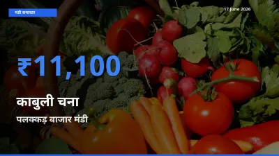 टॉप मंडी बना पलक्कड़ बाजार! काबुली चना के सबसे ऊँचे दाम यहीं दर्ज