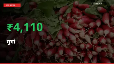 अचानक तेजी! मंडी में मुर्गा के दाम 4110.47% चढ़े