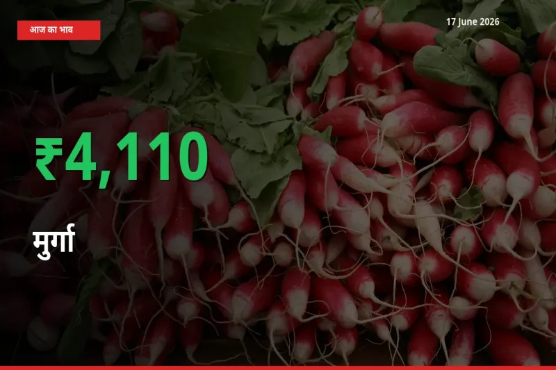 अचानक तेजी! मंडी में मुर्गा के दाम 4110.47% चढ़े