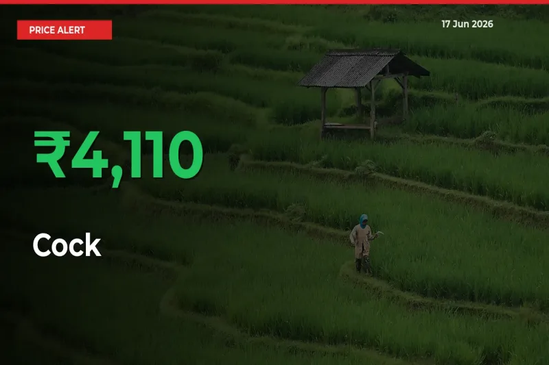 Farmers Cheer as Cock Prices Surge 4110.47% in Local Mandis