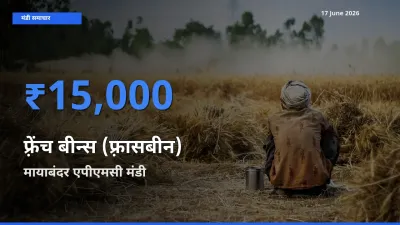 आज फ़्रेंच बीन्स (फ़्रासबीन) के सबसे ऊँचे दाम ₹15,000 मायाबंदर एपीएमसी मंडी में