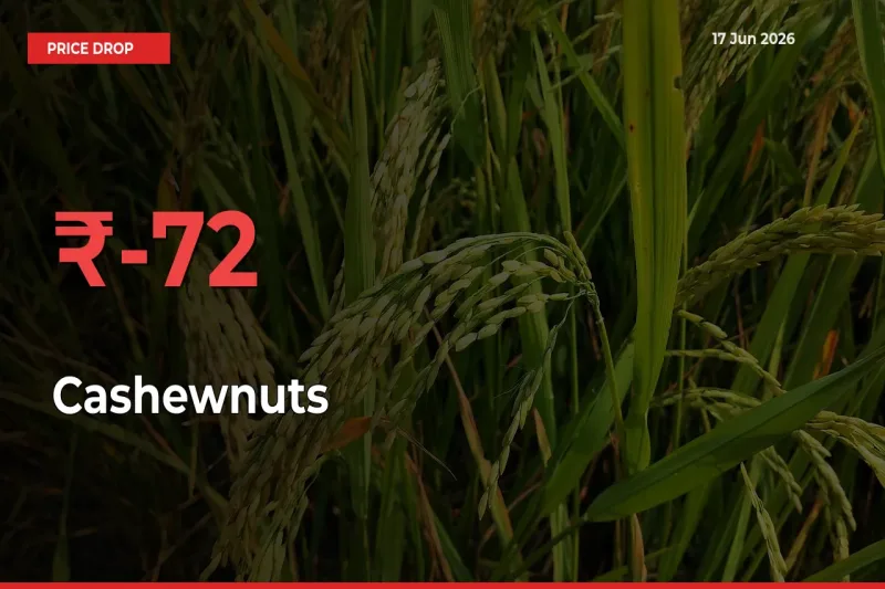 Farmers Alert as Cashewnuts Prices Slide 71.9% in Local Mandis