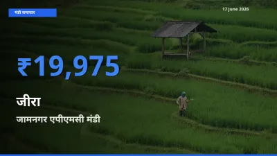 आज जीरा के सबसे ज़्यादा दाम जामनगर एपीएमसी मंडी में दर्ज