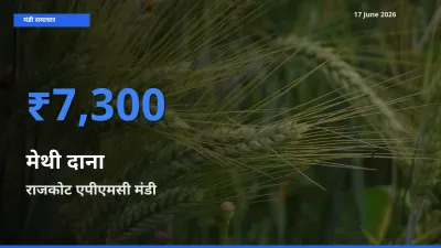 17 June अपडेट: मेथी दाना के सबसे ऊँचे दाम राजकोट एपीएमसी मंडी में