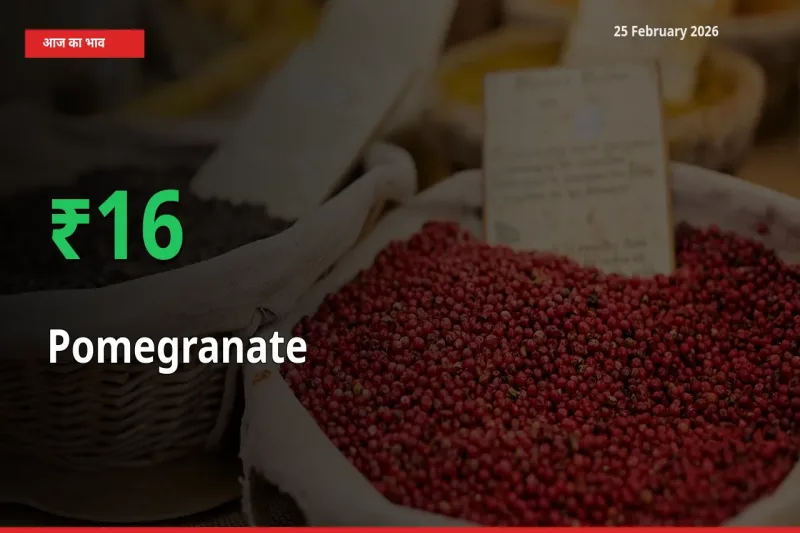 Pomegranate 15.76% उछला, मंडी
