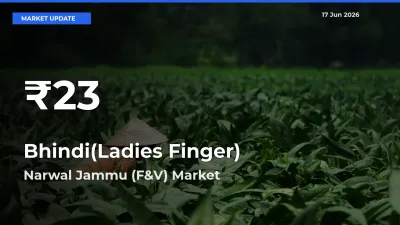 Bhindi(Ladies Finger) Mandi Rate Today: 30-Day Low Recorded in Narwal Jammu (F&V)