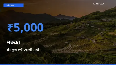 किसानों की पसंद बना बेंगलुरु एपीएमसी, मक्का के सबसे अच्छे दाम