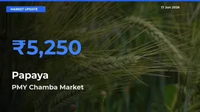 Top Performer! PMY Chamba Offers Best Papaya Price Today