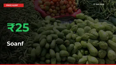 Farmers Cheer as Soanf Prices Surge 24.72% in Local Mandis