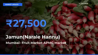 Mumbai- Fruit Market APMC Tops Jamun(Narale Hannu) Mandi Rates Today