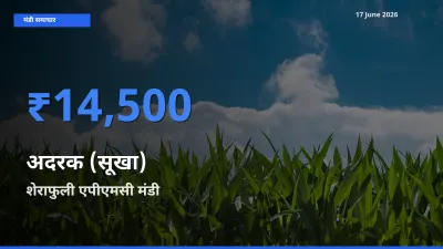 टॉप मंडी बना शेराफुली एपीएमसी! अदरक (सूखा) के सबसे ऊँचे दाम यहीं दर्ज