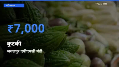 जबलपुर एपीएमसी में कुटकी का आज सबसे ऊँचा भाव