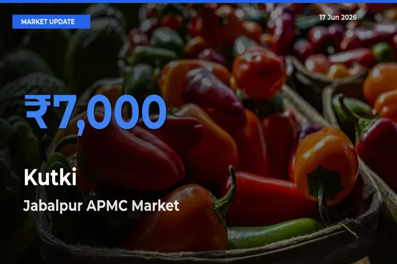 Jabalpur APMC Emerges as Top Mandi for Kutki Prices Today