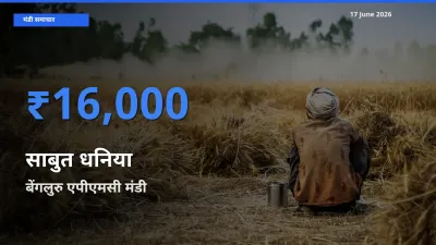 17 June अपडेट: साबुत धनिया के सबसे ऊँचे दाम बेंगलुरु एपीएमसी मंडी में