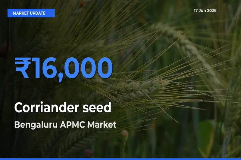 Bengaluru APMC Offers ₹16,000 – Highest Corriander seed Rate Today