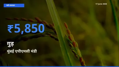 मुंबई एपीएमसी मंडी में गुड़ ₹5,850 पर पहुँचा – आज का सर्वोच्च भाव