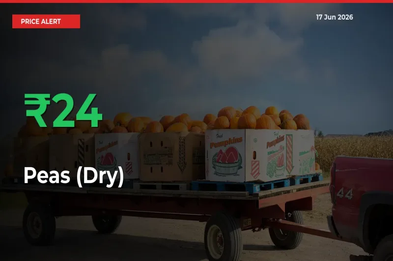 Why Peas (Dry) Prices Rose 24.26% in a Day at Mandis