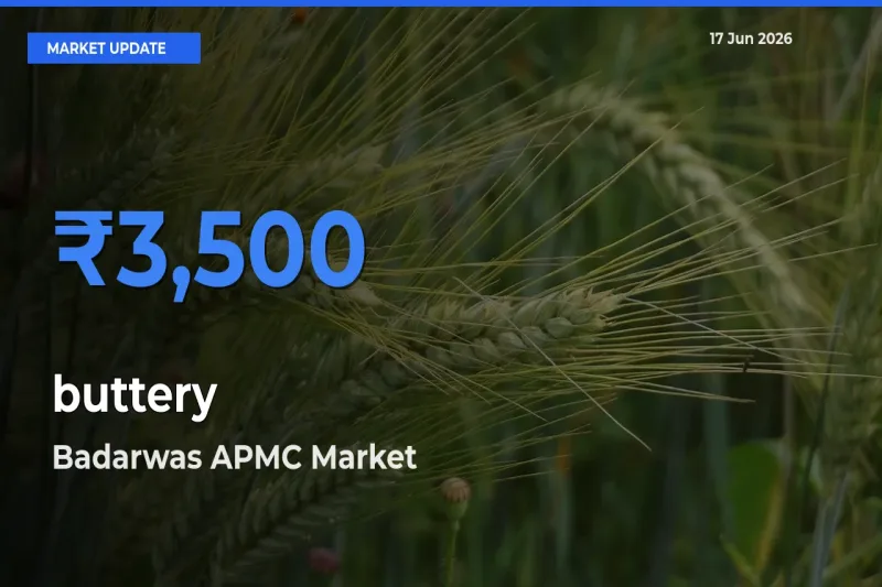 Badarwas APMC Records Highest ₹3,500 Rate for buttery