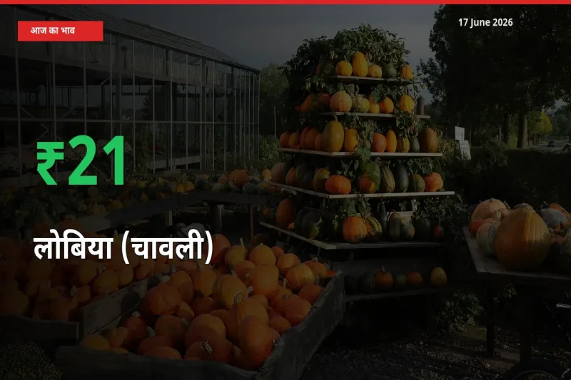 आज का मंडी भाव: लोबिया (चावली) के दाम मंडी में 21.29% ऊपर
