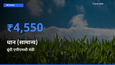 बाज़ार संकेत: बूंदी एपीएमसी बना धान (सामान्य) के लिए आज की टॉप मंडी