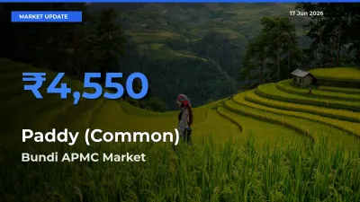 Bundi APMC Offers ₹4,550 – Highest Paddy (Common) Rate Today