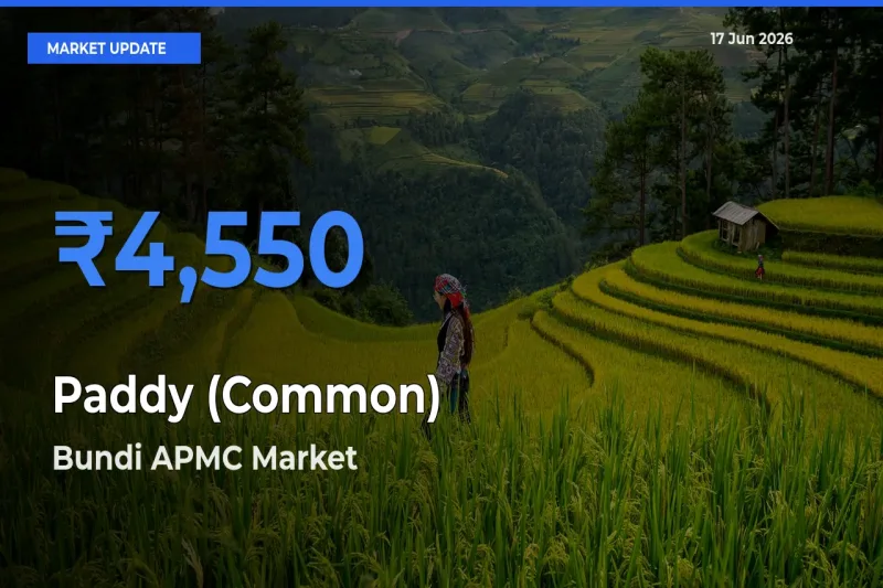 Bundi APMC Offers ₹4,550 – Highest Paddy (Common) Rate Today