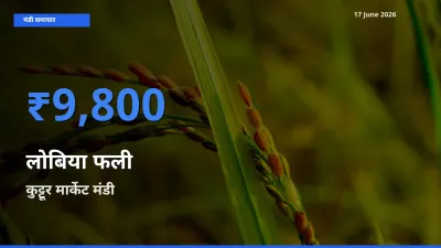 बाज़ार संकेत: कुट्टूर मार्केट बना लोबिया फली के लिए आज की टॉप मंडी
