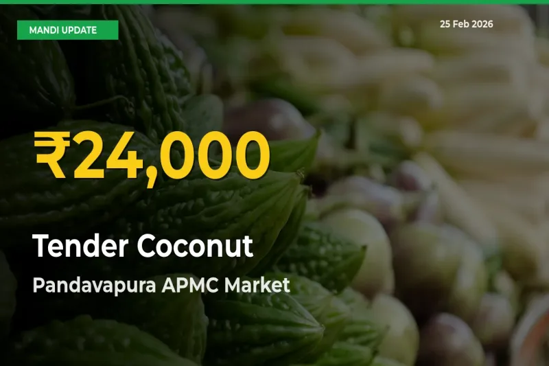 Tender Coconut Prices Soar to Record High in Pandavapura APMC – Farmers Alert Today
