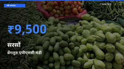 टॉप मंडी बना बेंगलुरु एपीएमसी! सरसों के सबसे ऊँचे दाम यहीं दर्ज