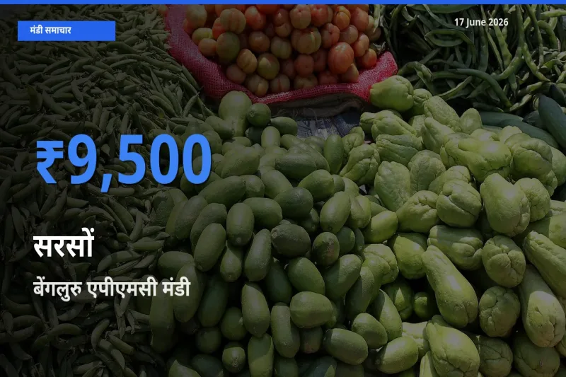 टॉप मंडी बना बेंगलुरु एपीएमसी! सरसों के सबसे ऊँचे दाम यहीं दर्ज