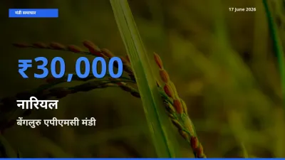 आज का मंडी भाव: नारियल के सबसे ज़्यादा दाम बेंगलुरु एपीएमसी में