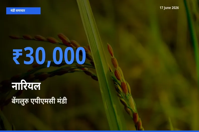 आज का मंडी भाव: नारियल के सबसे ज़्यादा दाम बेंगलुरु एपीएमसी में