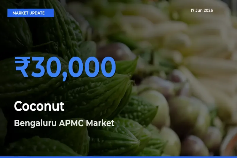 Top Performer! Bengaluru APMC Offers Best Coconut Price Today