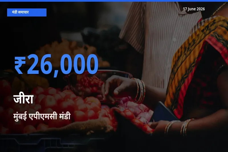 आज का मंडी भाव: जीरा के सबसे ज़्यादा दाम मुंबई एपीएमसी में