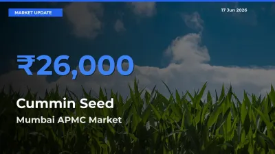 Mumbai APMC Records Highest ₹26,000 Rate for Cummin Seed