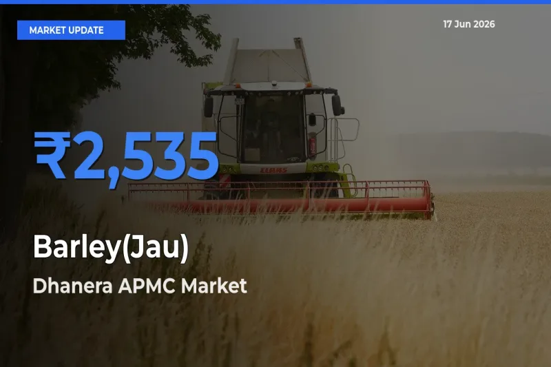 Barley(Jau) Mandi Rate Today: Dhanera APMC Tops the List