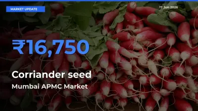 Market Watch: Mumbai APMC Becomes Top Mandi for Corriander seed