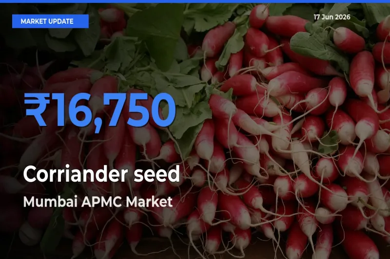 Market Watch: Mumbai APMC Becomes Top Mandi for Corriander seed