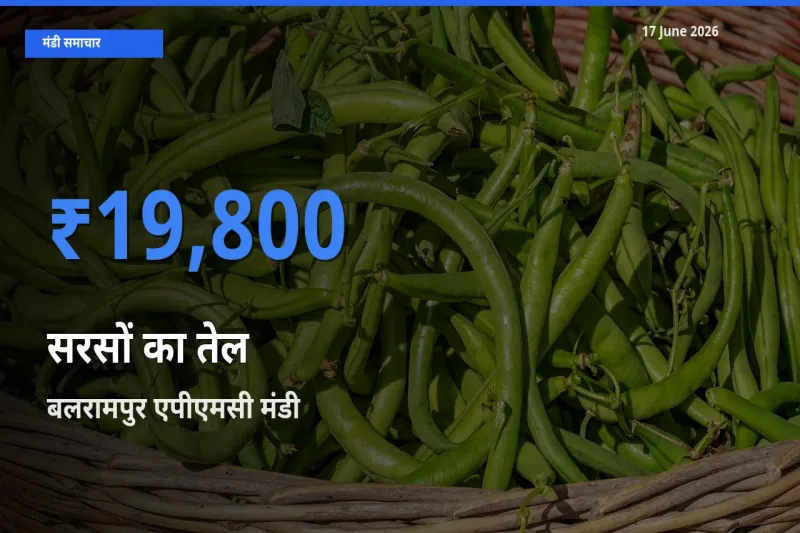 17 June अपडेट: सरसों का तेल के सबसे ऊँचे दाम बलरामपुर एपीएमसी मंडी में
