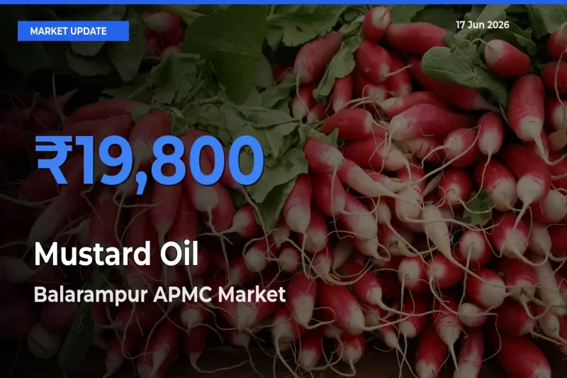 Market Watch: Balarampur APMC Becomes Top Mandi for Mustard Oil