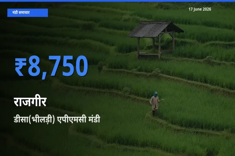 किसानों की पसंद बना डीसा(भीलड़ी) एपीएमसी, राजगीर के सबसे अच्छे दाम