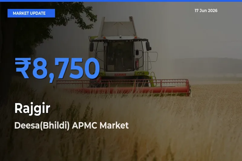Deesa(Bhildi) APMC Tops Rajgir Rates – June 17 Market Update