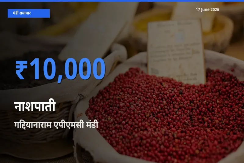 आज नाशपाती के सबसे ज़्यादा दाम गद्दियानाराम एपीएमसी मंडी में दर्ज
