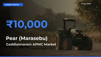 Gaddiannaram APMC Tops Pear (Marasebu) Rates – June 17 Market Update